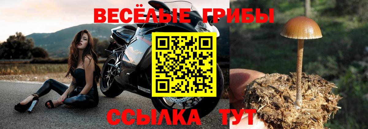Галлюциногенные грибы Psilocybine cubensis  Вход с VPN  Шатура 